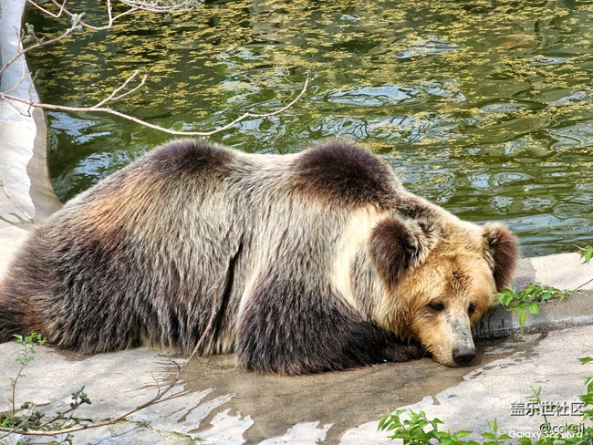 休息一天 帶孩子動物園轉一圈。
