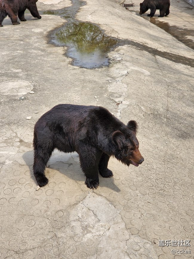 休息一天 帶孩子動物園轉一圈。