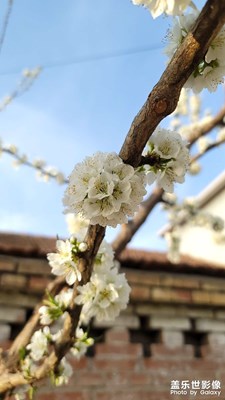 【日常隨拍】+春天的花