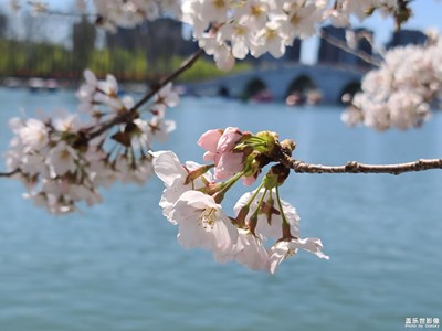 【日常隨拍】+花海