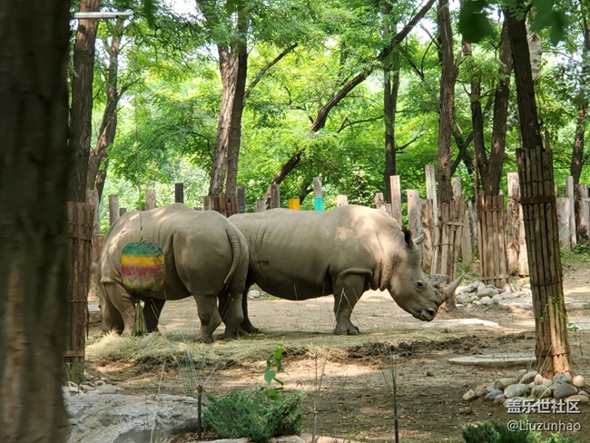 【可愛的它】+小動物們