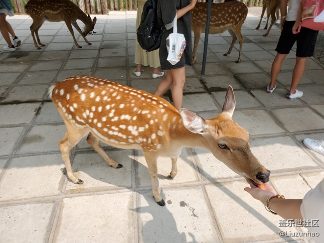 【可愛的它】+小動物們