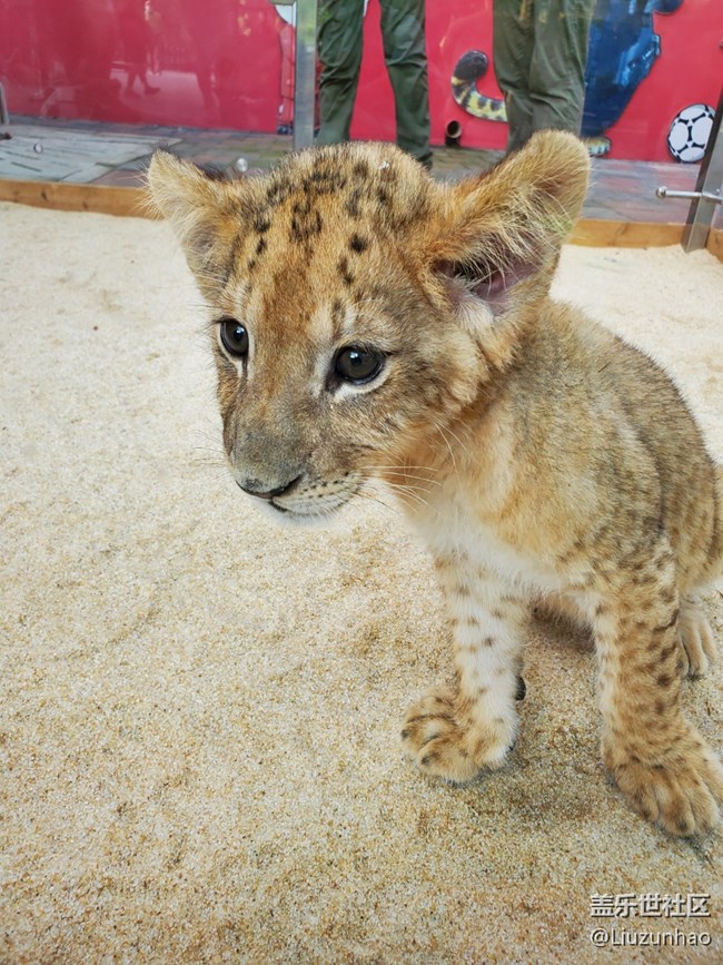 【可愛的它】+小動物們