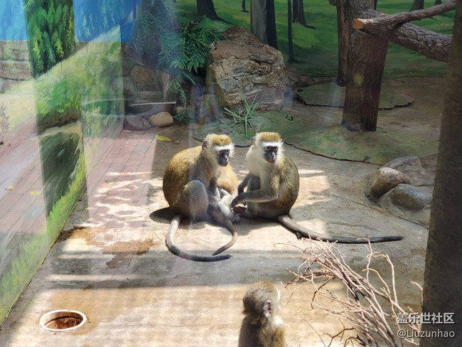 【可愛的它】+小動物們