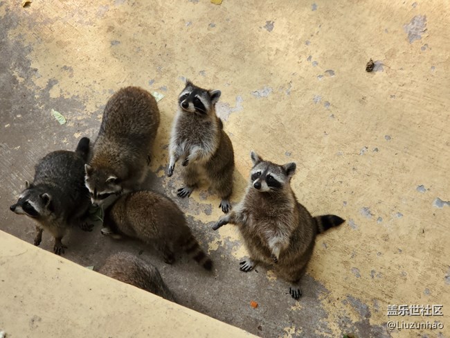 【可愛的它】+小動物們