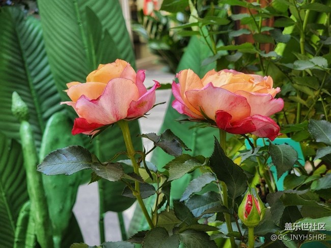 #春天來了——百花爭艷