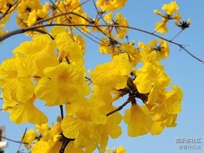 拍照，一組風(fēng)鈴木。