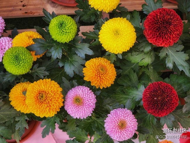 #春天來了——百花爭艷