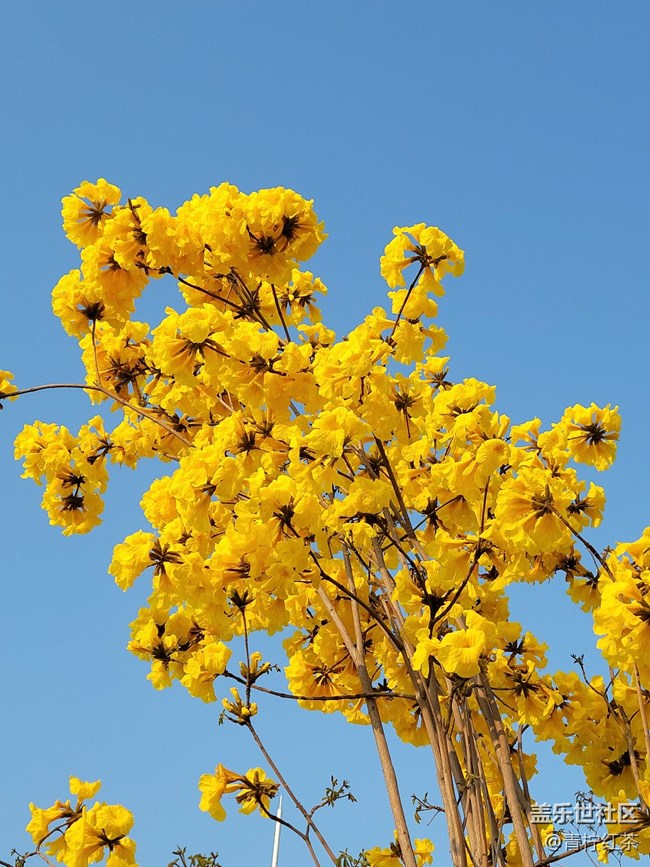 拍照，一組風(fēng)鈴木。