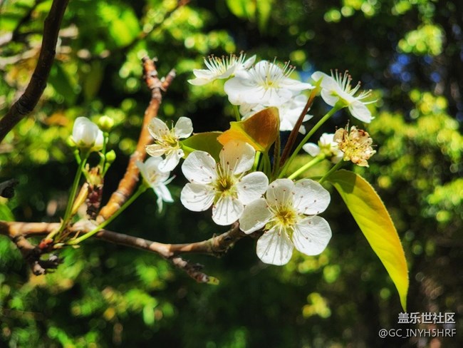 #春天來了——百花爭艷