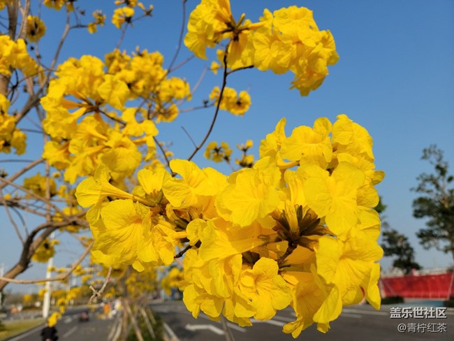 拍照，一組風(fēng)鈴木。