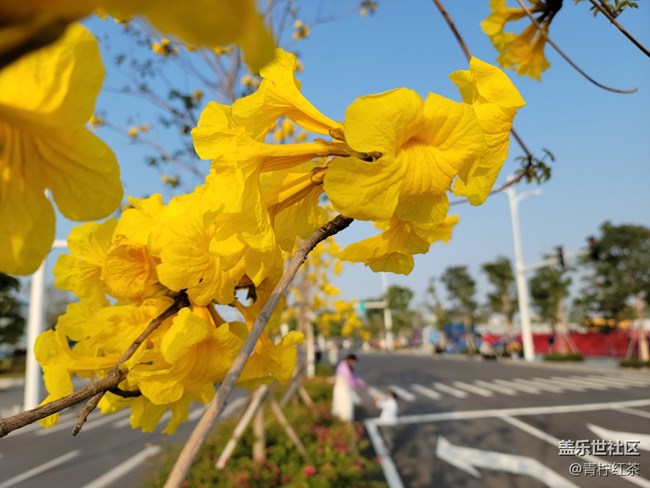 拍照，一組風(fēng)鈴木。