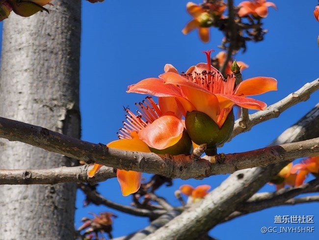 #春天來了——百花爭艷