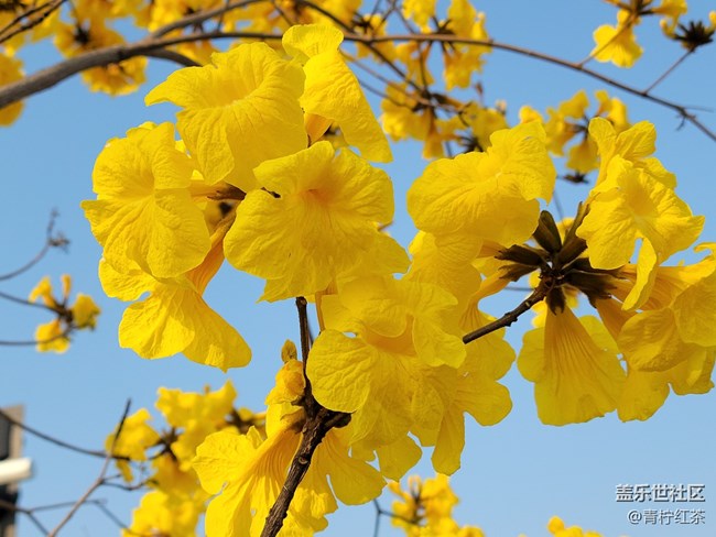 拍照，一組風(fēng)鈴木。