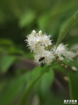 花開富貴