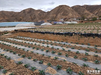 高原夏菜基地
