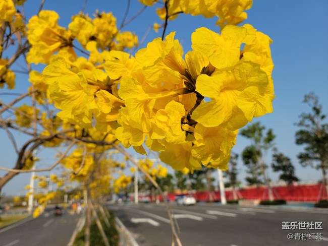 拍照，一組風(fēng)鈴木。
