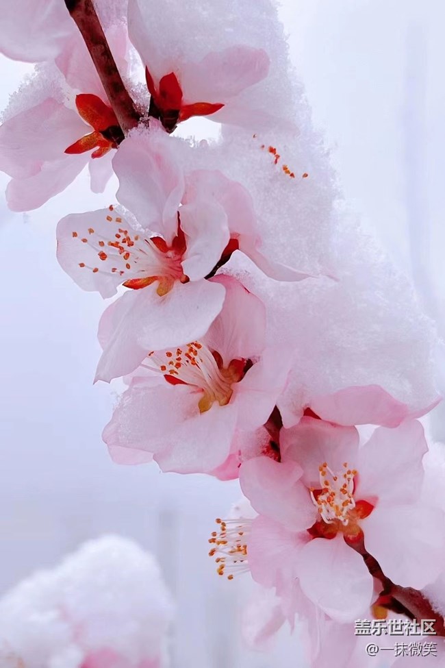 【春分時(shí)節(jié)】+ 雪下的溫柔