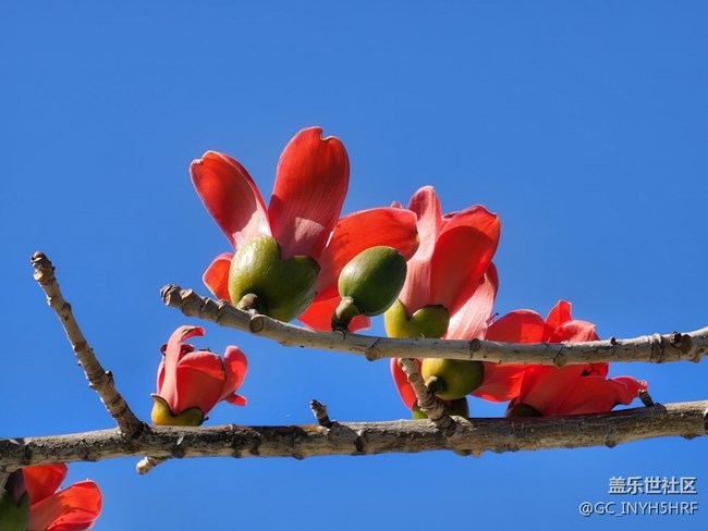 #春天來了——百花爭艷