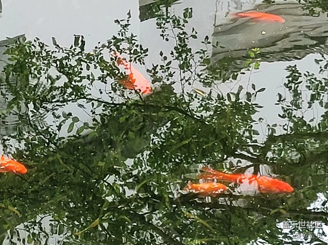 【可愛的它】+池中魚