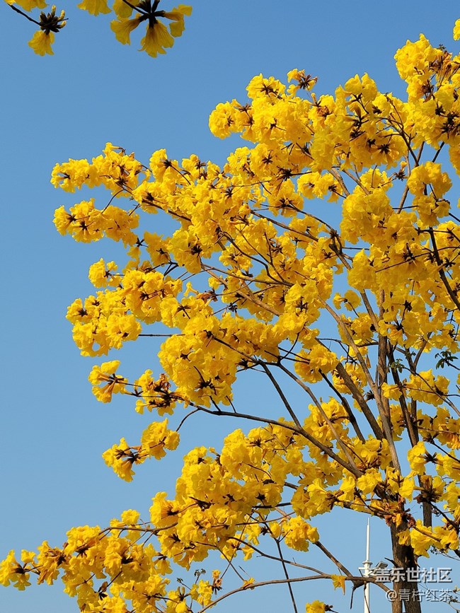 拍照，一組風(fēng)鈴木。