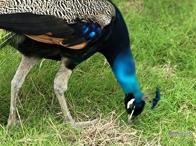 【可愛的它】+孔雀