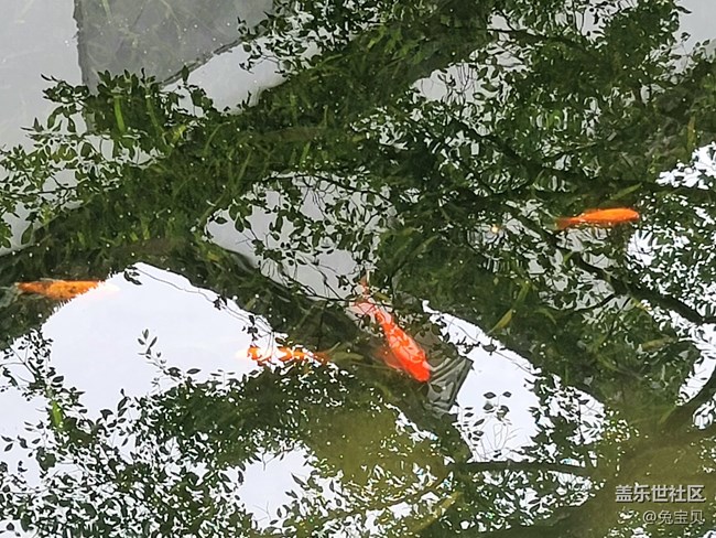 【可愛的它】+池中魚