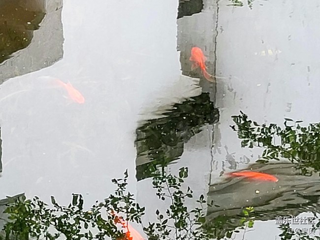 【可愛的它】+池中魚