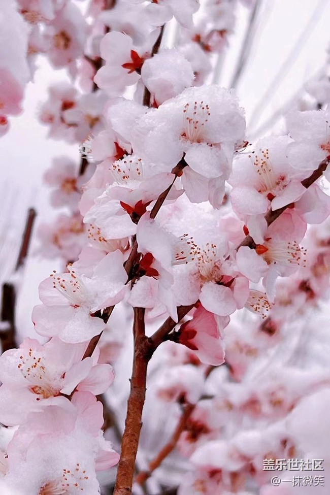 【春分時(shí)節(jié)】+ 雪下的溫柔