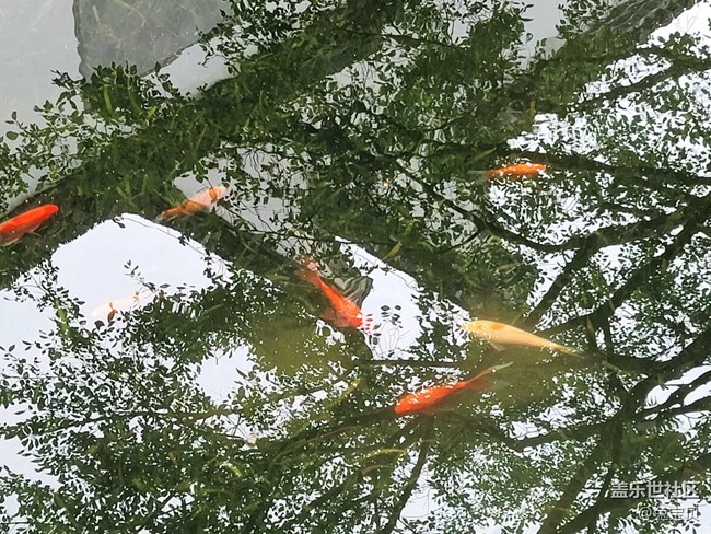 【可愛的它】+池中魚