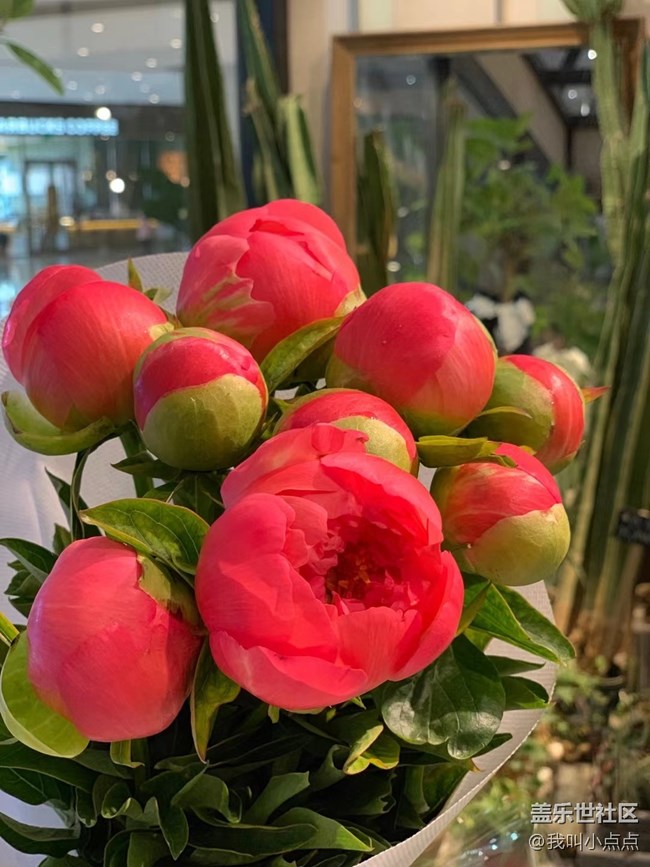 【春分時(shí)節(jié)】拍拍花