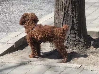 【可愛的它】+遛狗