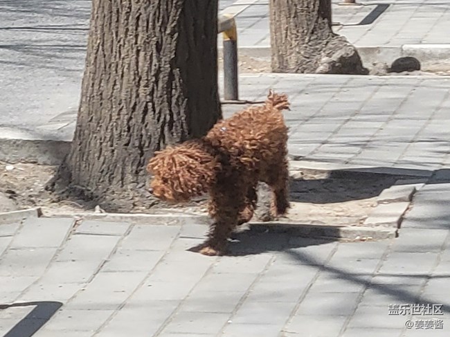 【可愛的它】+遛狗