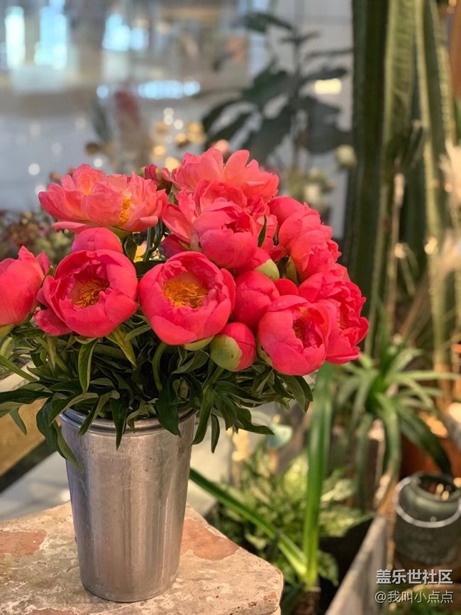 【春分時(shí)節(jié)】拍拍花