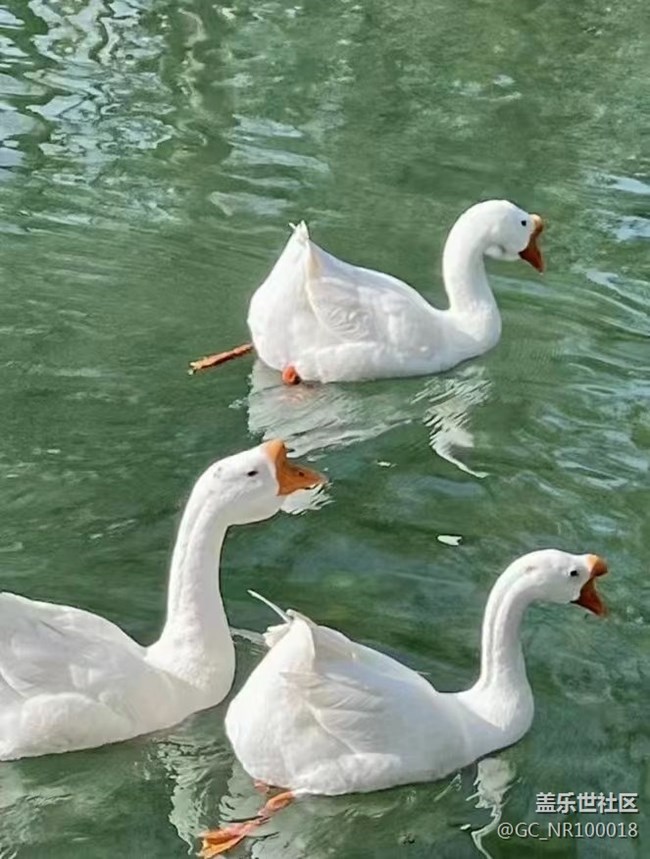 【可愛(ài)的它】大白鵝