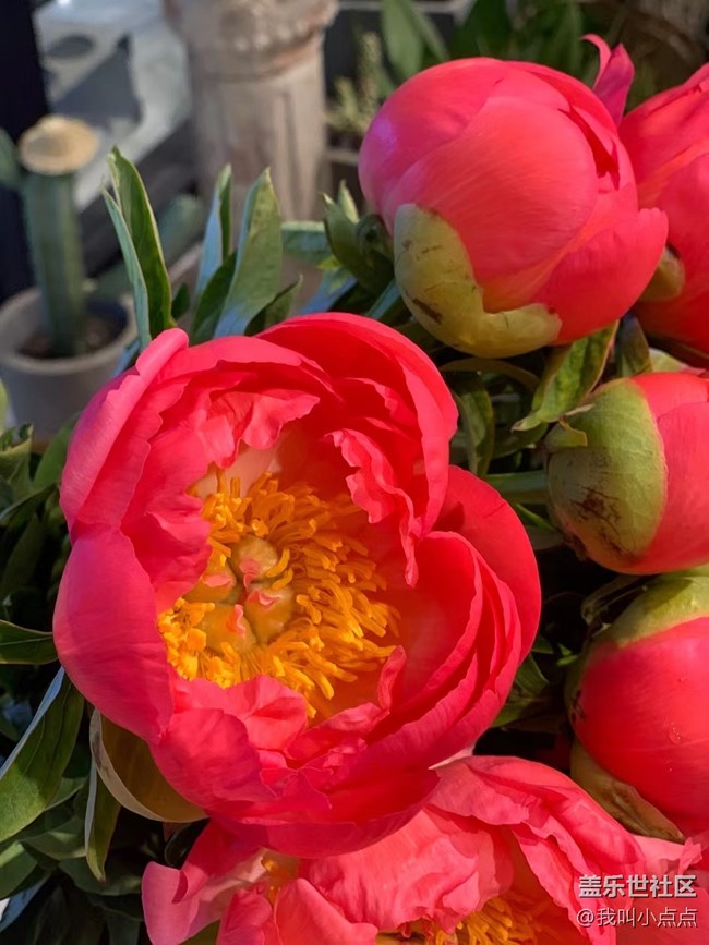 【春分時(shí)節(jié)】拍拍花