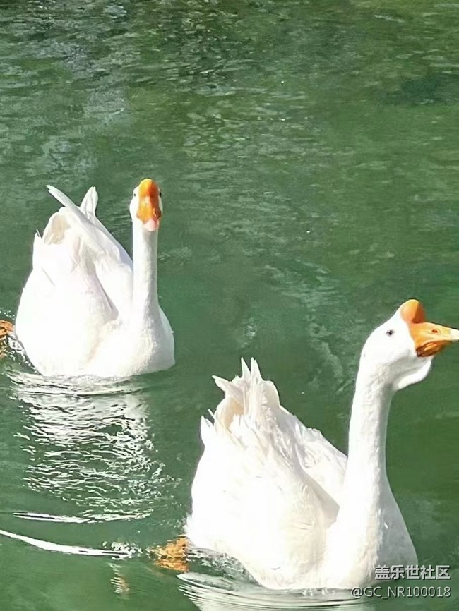 【可愛(ài)的它】大白鵝