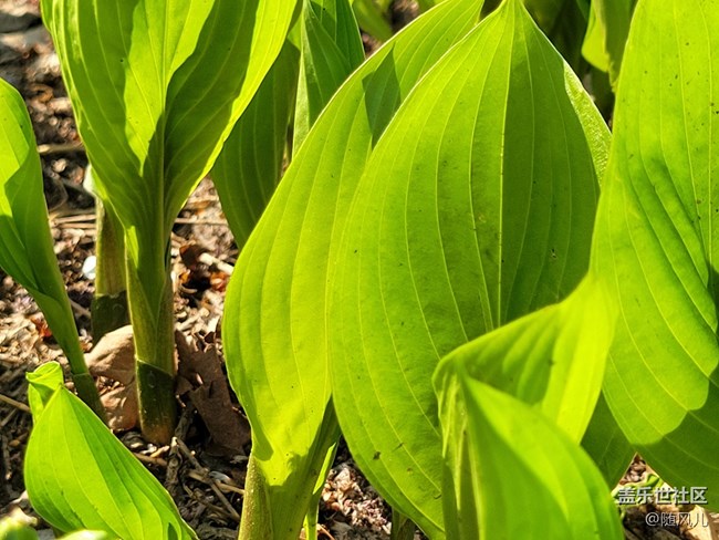 【青蔥的春色】+小嫩芽