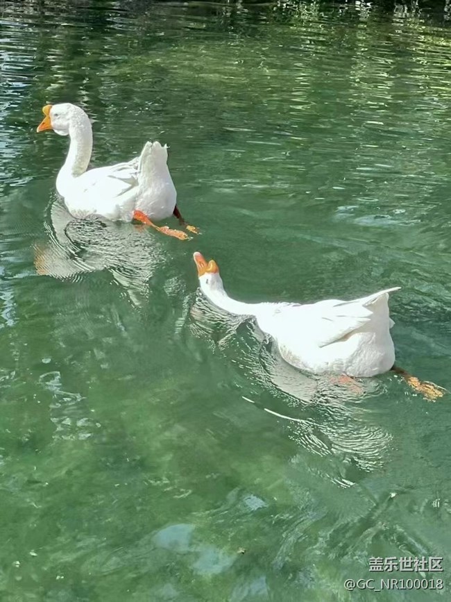 【可愛(ài)的它】大白鵝