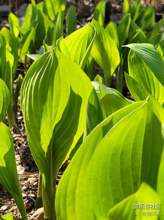 【青蔥的春色】+小嫩芽
