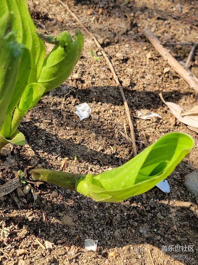 【青蔥的春色】+小嫩芽