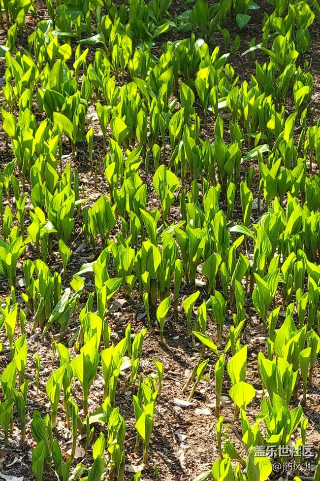 【青蔥的春色】+小嫩芽