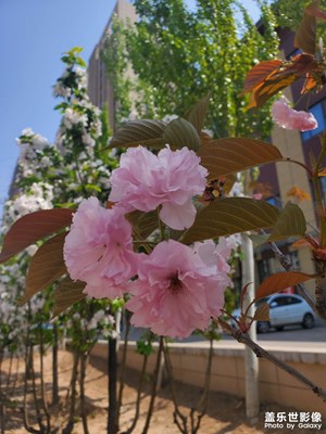 春花時光