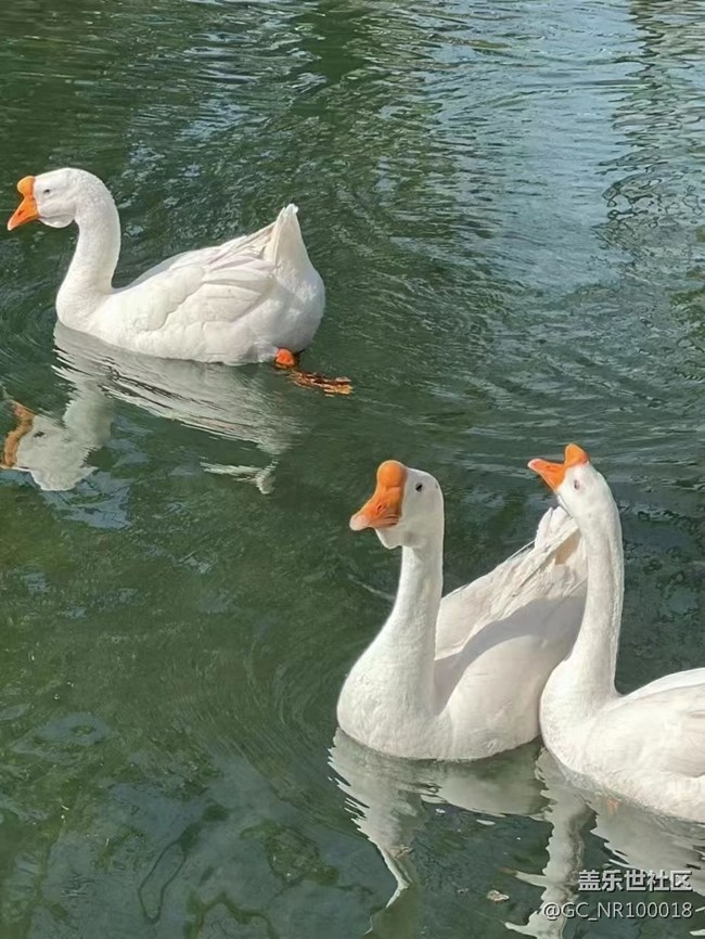 【可愛(ài)的它】大白鵝