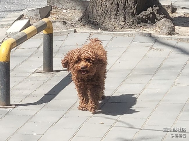 【可愛的它】+遛狗