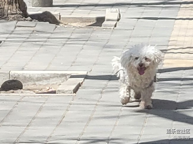 【可愛的它】+遛狗