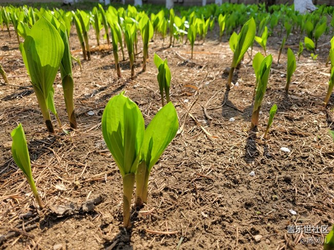 【青蔥的春色】+小嫩芽