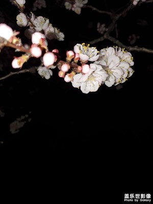 【夜城春】+夜色觀花