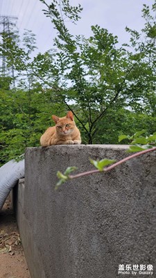 cat