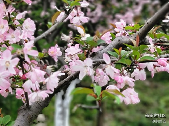 #春天來了——粉色的小花